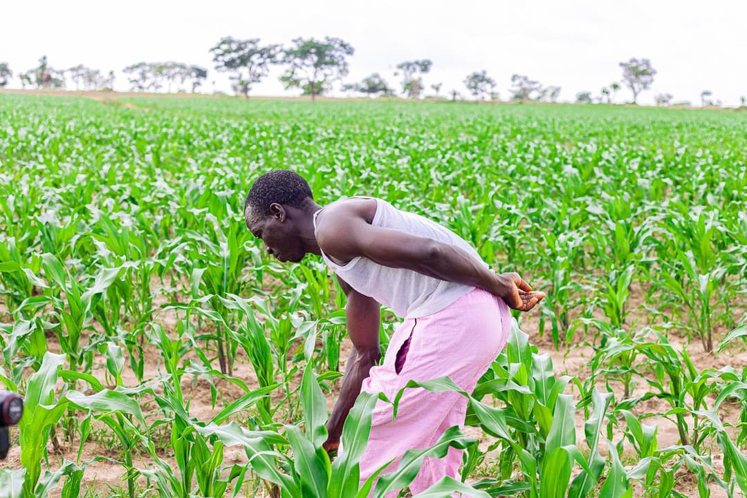 Man working on his maize farm.jpg